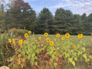 Still Hill Farm sunflower field